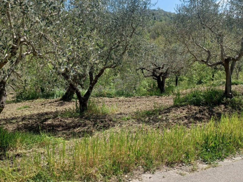 FRASSO TELESINO (BN) - 763 TERRENO COLTIVATO