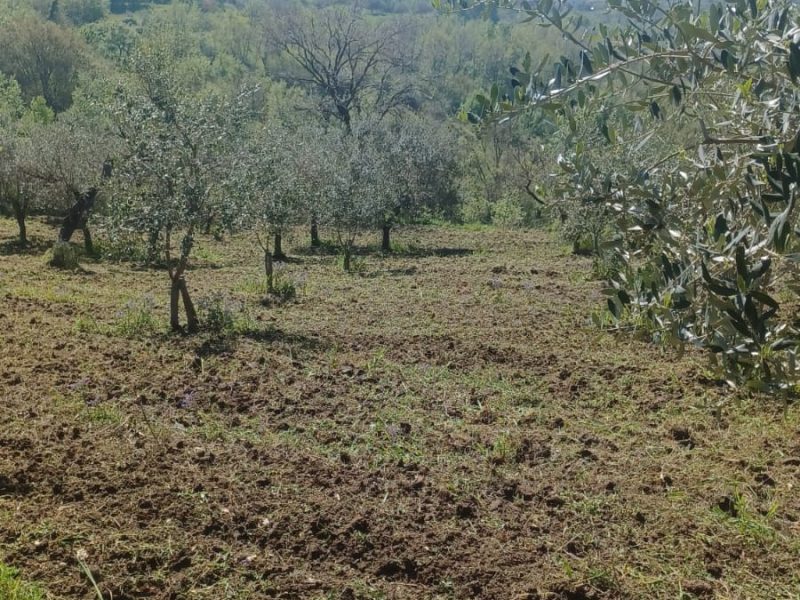 FRASSO TELESINO (BN) - 763 TERRENO COLTIVATO
