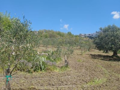 FRASSO TELESINO (BN) - 763 TERRENO COLTIVATO
