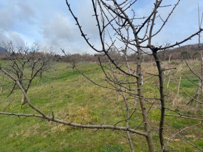 CAUTANO (BN) - 764 CASALE IN PIETRA VIVA CON TERRENO