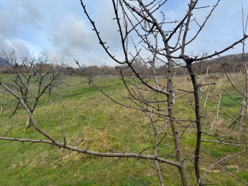 CAUTANO (BN) - 764 CASALE IN PIETRA VIVA CON TERRENO