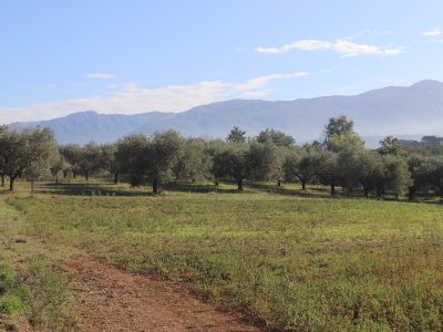 LIMATOLA (BN) - 743 TERRENO AGRICOLO PIANEGGIANTE