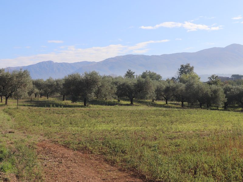 LIMATOLA (BN) - 743 TERRENO AGRICOLO PIANEGGIANTE