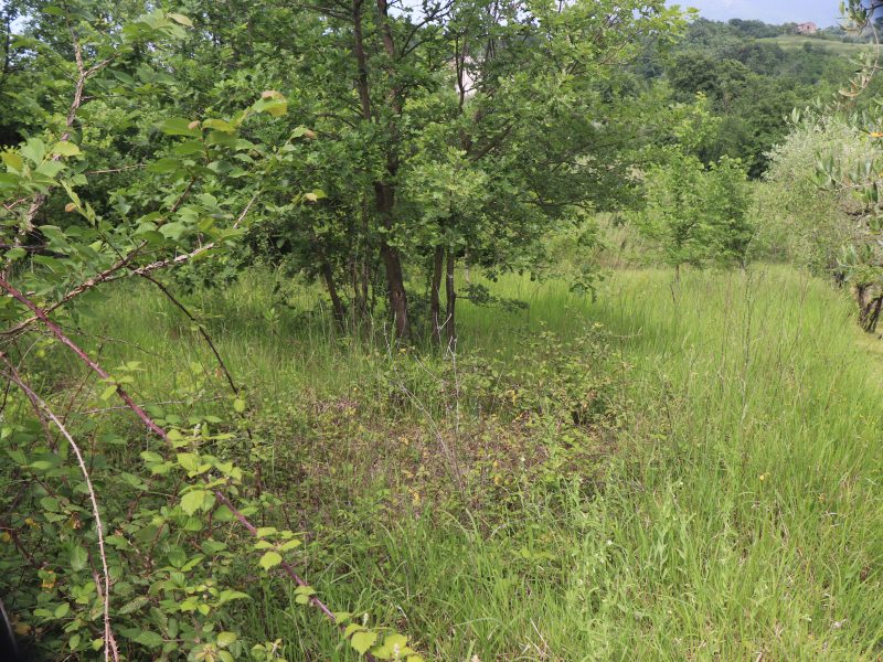 FRASSO TELESINO (BN) - 745 TERRENO COLTIVATO AD ULIVETO