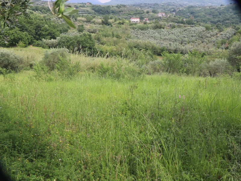 FRASSO TELESINO (BN) - 745 TERRENO COLTIVATO AD ULIVETO