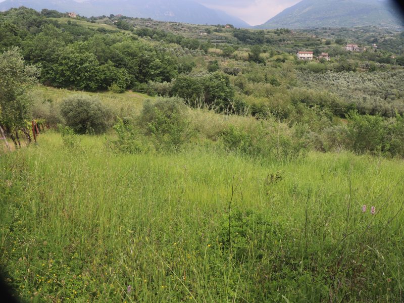FRASSO TELESINO (BN) - 745 TERRENO COLTIVATO AD ULIVETO