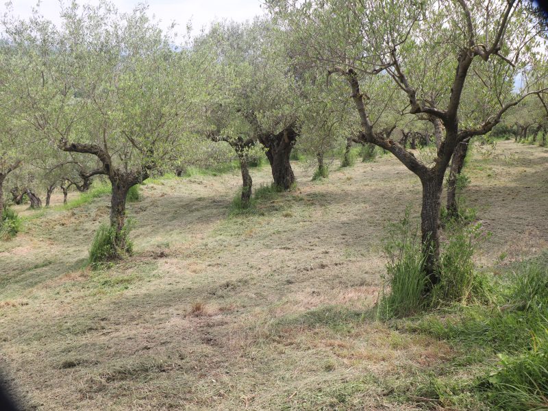 FRASSO TELESINO (BN) - 745 TERRENO COLTIVATO AD ULIVETO