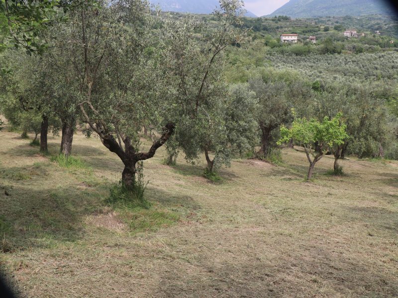 FRASSO TELESINO (BN) - 745 TERRENO COLTIVATO AD ULIVETO