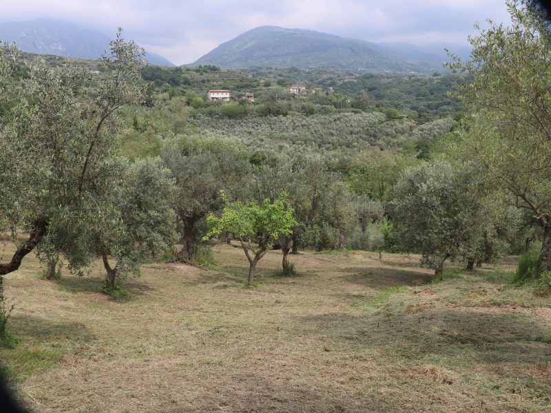 FRASSO TELESINO (BN) - 745 TERRENO COLTIVATO AD ULIVETO