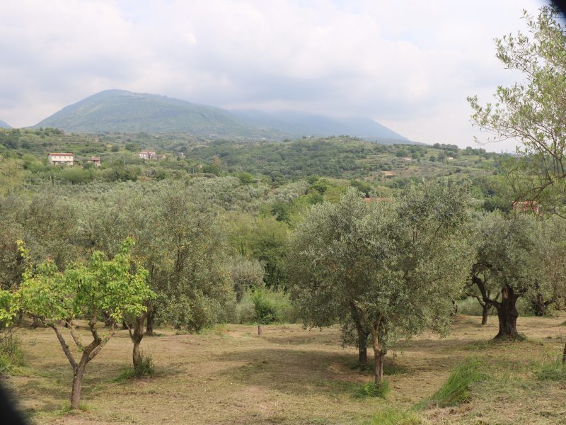 FRASSO TELESINO (BN) - 745 TERRENO COLTIVATO AD ULIVETO