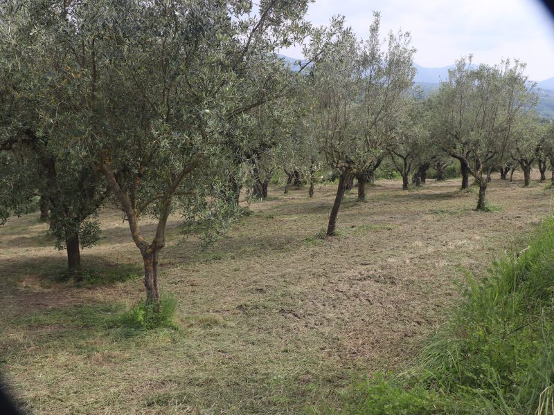 FRASSO TELESINO (BN) - 745 TERRENO COLTIVATO AD ULIVETO