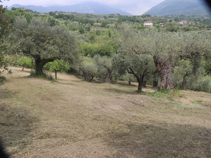 FRASSO TELESINO (BN) - 745 TERRENO COLTIVATO AD ULIVETO