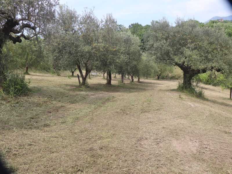 FRASSO TELESINO (BN) - 745 TERRENO COLTIVATO AD ULIVETO