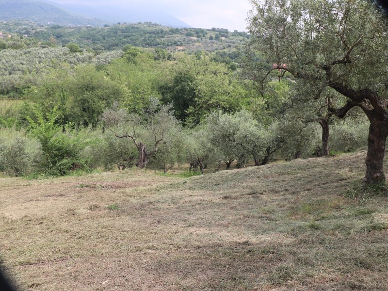 FRASSO TELESINO (BN) - 745 TERRENO COLTIVATO AD ULIVETO