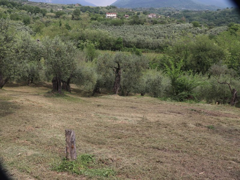 FRASSO TELESINO (BN) - 745 TERRENO COLTIVATO AD ULIVETO