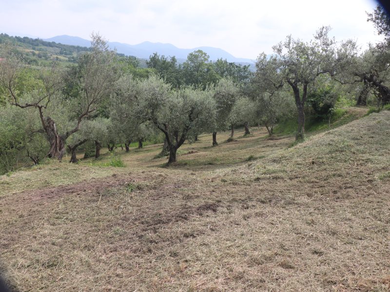 FRASSO TELESINO (BN) - 745 TERRENO COLTIVATO AD ULIVETO