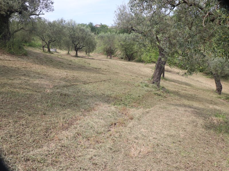 FRASSO TELESINO (BN) - 745 TERRENO COLTIVATO AD ULIVETO