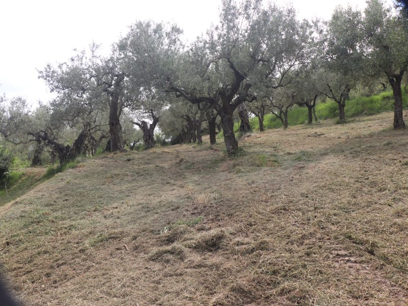 FRASSO TELESINO (BN) - 745 TERRENO COLTIVATO AD ULIVETO