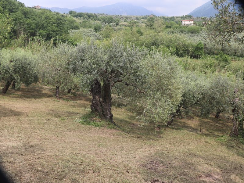 FRASSO TELESINO (BN) - 745 TERRENO COLTIVATO AD ULIVETO