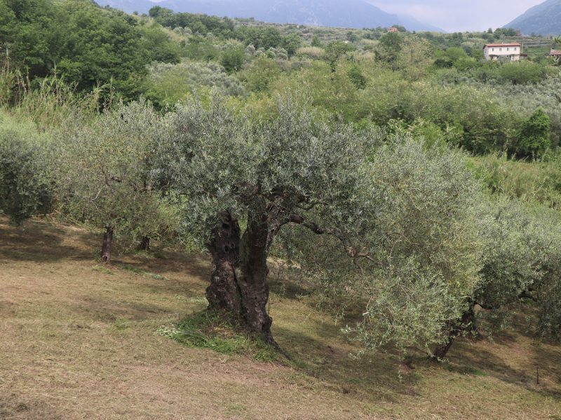 FRASSO TELESINO (BN) - 745 TERRENO COLTIVATO AD ULIVETO