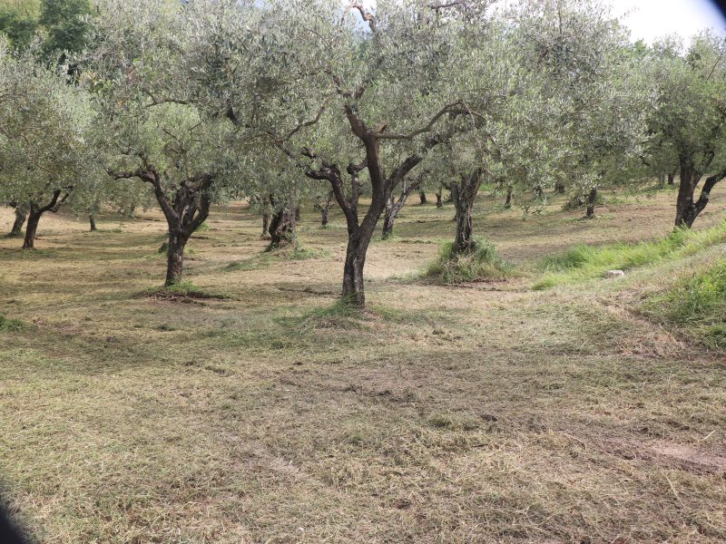 FRASSO TELESINO (BN) - 745 TERRENO COLTIVATO AD ULIVETO