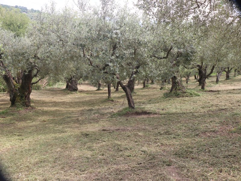 FRASSO TELESINO (BN) - 745 TERRENO COLTIVATO AD ULIVETO