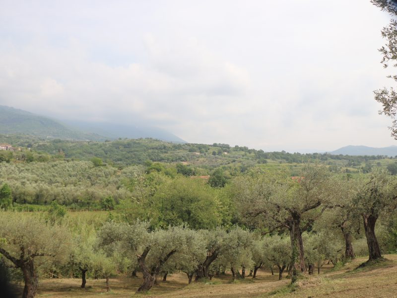 FRASSO TELESINO (BN) - 745 TERRENO COLTIVATO AD ULIVETO