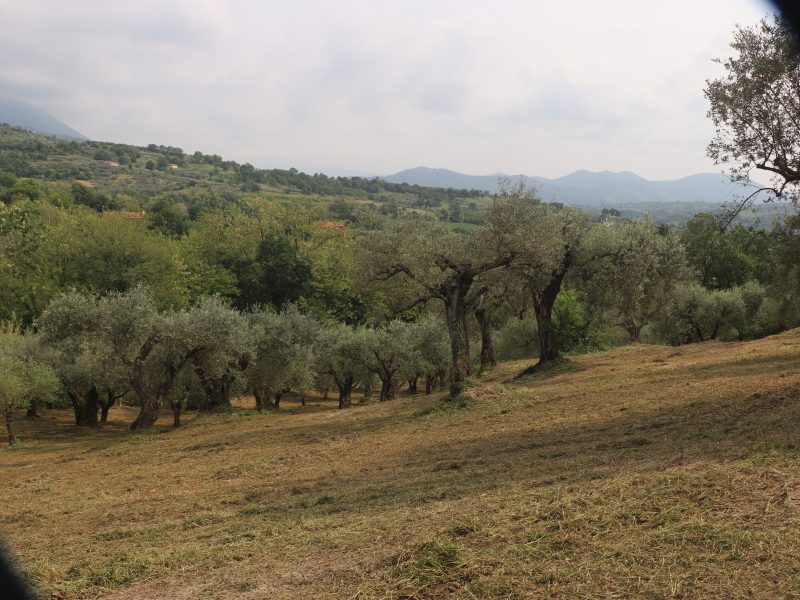 FRASSO TELESINO (BN) - 745 TERRENO COLTIVATO AD ULIVETO