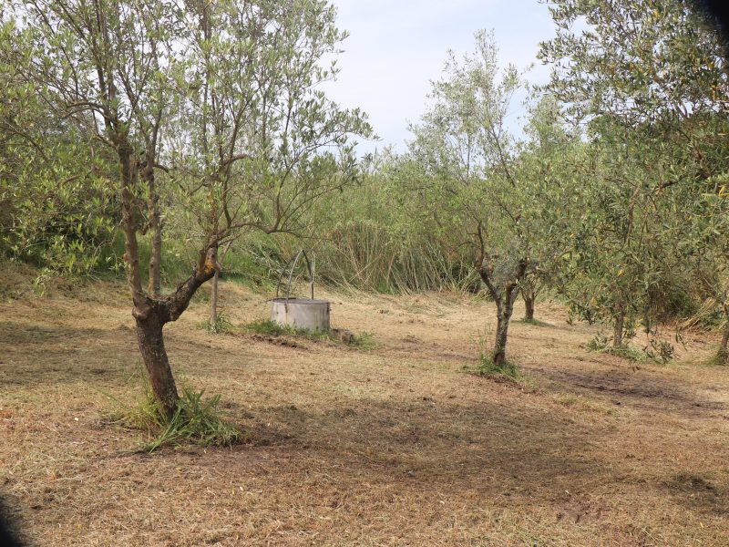 FRASSO TELESINO (BN) - 745 TERRENO COLTIVATO AD ULIVETO