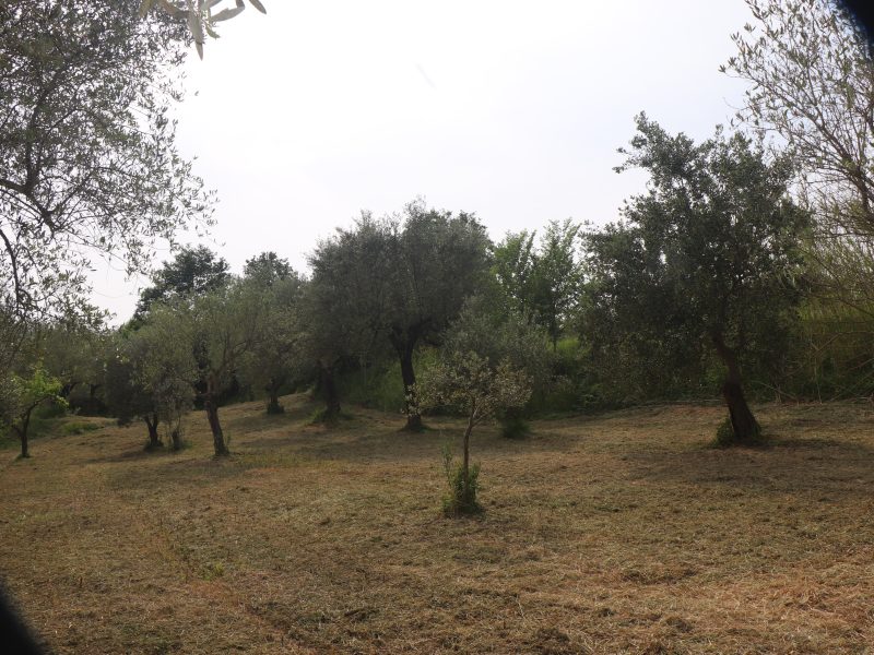 FRASSO TELESINO (BN) - 745 TERRENO COLTIVATO AD ULIVETO