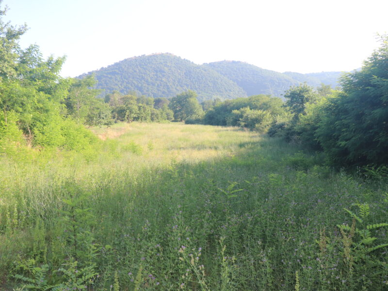 LIMATOLA (BN) - 739 TERRENO AGRICOLO PIANEGGIANTE