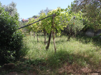 AMOROSI (808) - VILLA INDIPENDENTE CON TERRENO