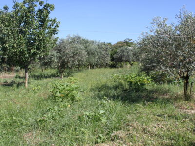 AMOROSI (808) - VILLA INDIPENDENTE CON TERRENO