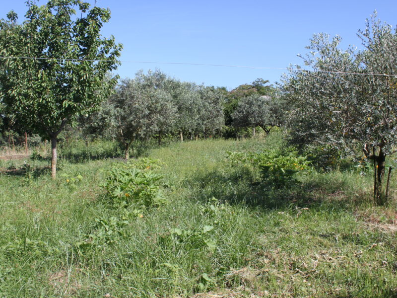 AMOROSI (808) - VILLA INDIPENDENTE CON TERRENO