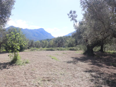 MELIZZANO (BN) - 999 APPEZZAMENTO DI TERRENO