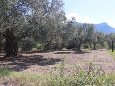 MELIZZANO (BN) - 999 APPEZZAMENTO DI TERRENO