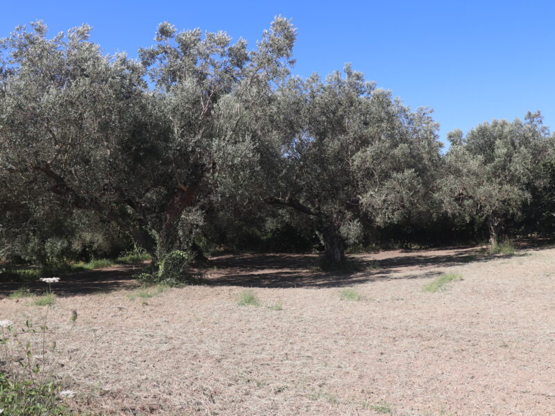 MELIZZANO (BN) - 999 APPEZZAMENTO DI TERRENO