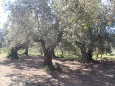 MELIZZANO (BN) - 999 APPEZZAMENTO DI TERRENO