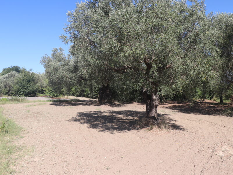 MELIZZANO (BN) - 999 APPEZZAMENTO DI TERRENO