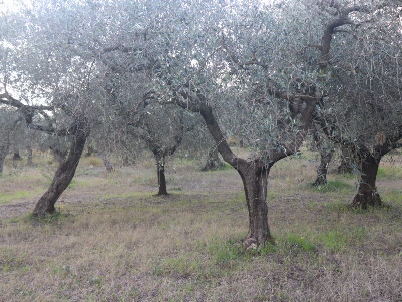SANT'AGATA DE' GOTI (BN) - 385 TERRENO COLTIVATO