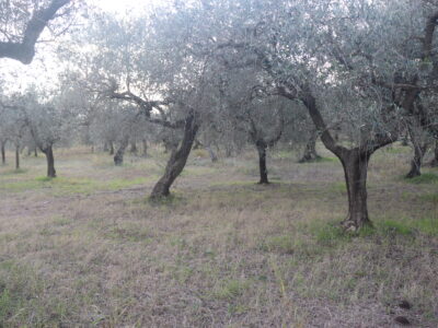SANT'AGATA DE' GOTI (BN) - 385 TERRENO COLTIVATO