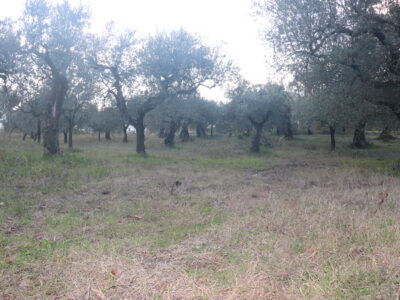 SANT'AGATA DE' GOTI (BN) - 385 TERRENO COLTIVATO