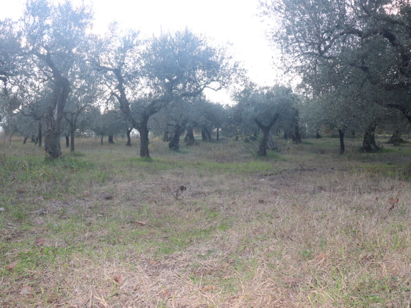 SANT'AGATA DE' GOTI (BN) - 385 TERRENO COLTIVATO