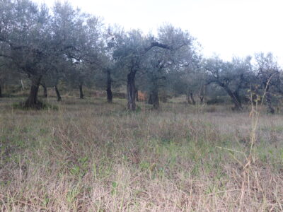 SANT'AGATA DE' GOTI (BN) - 385 TERRENO COLTIVATO