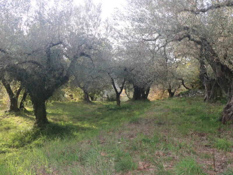 SANT'AGATA DE' GOTI (BN) - 613 TERRENO COLLINARE