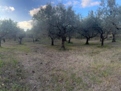 SANT'AGATA DE' GOTI (BN) - 385 TERRENO COLTIVATO