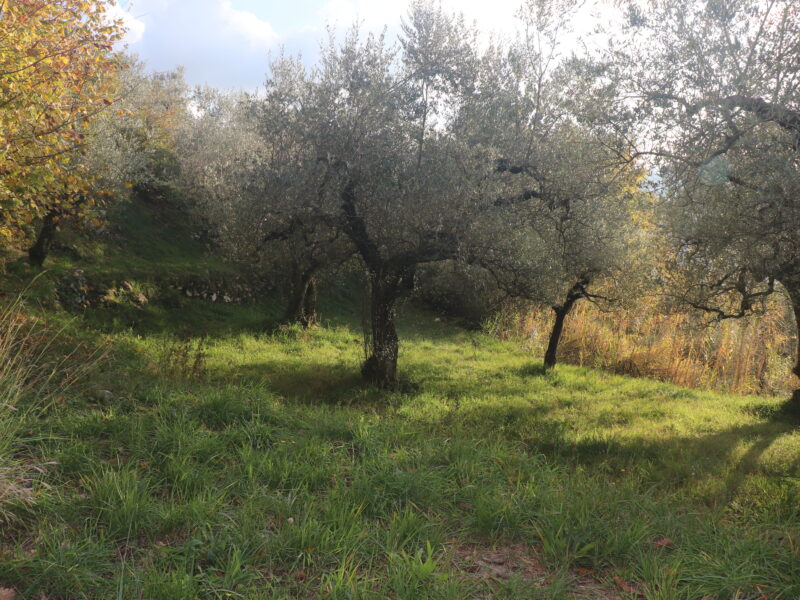 SANT'AGATA DE' GOTI (BN) - 613 TERRENO COLLINARE