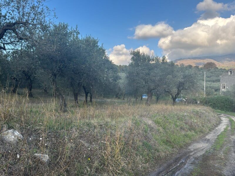 SANT'AGATA DE' GOTI (BN) - 385 TERRENO COLTIVATO