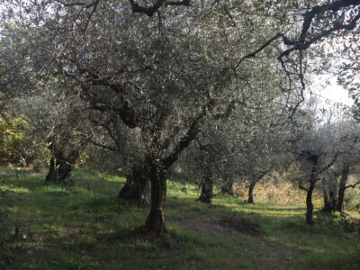 SANT'AGATA DE' GOTI (BN) - 613 TERRENO COLLINARE