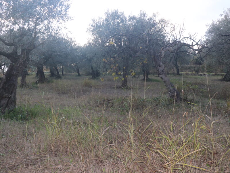 SANT'AGATA DE' GOTI (BN) - 385 TERRENO COLTIVATO